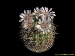 Gymnocalycium spec. n.  623 366